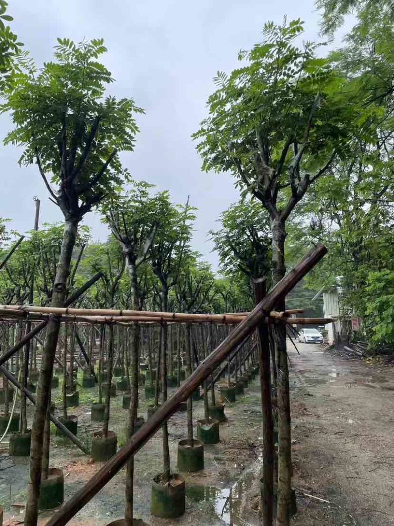 骨架黄花槐基地直销规格齐全有需要的老板欢迎来电洽谈合作
