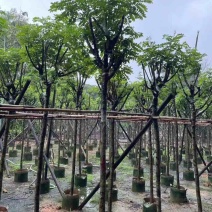 骨架黄花槐基地直销规格齐全有需要的老板欢迎来电洽谈合作
