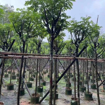 骨架黄花槐基地直销规格齐全有需要的老板欢迎来电洽谈合作