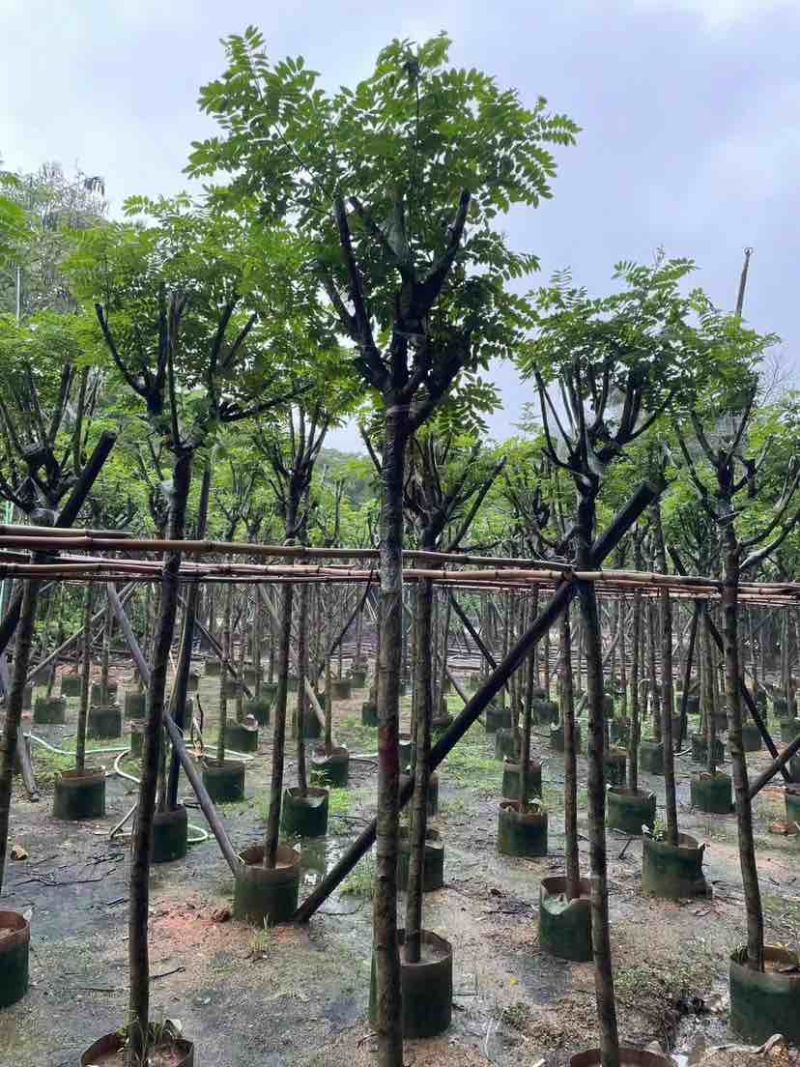 骨架黄花槐基地直销规格齐全有需要的老板欢迎来电洽谈合作