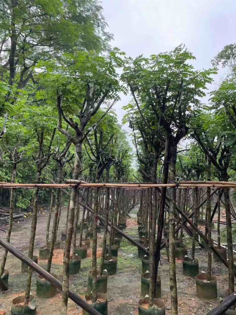 骨架黄花槐基地直销规格齐全有需要的老板欢迎来电洽谈合作