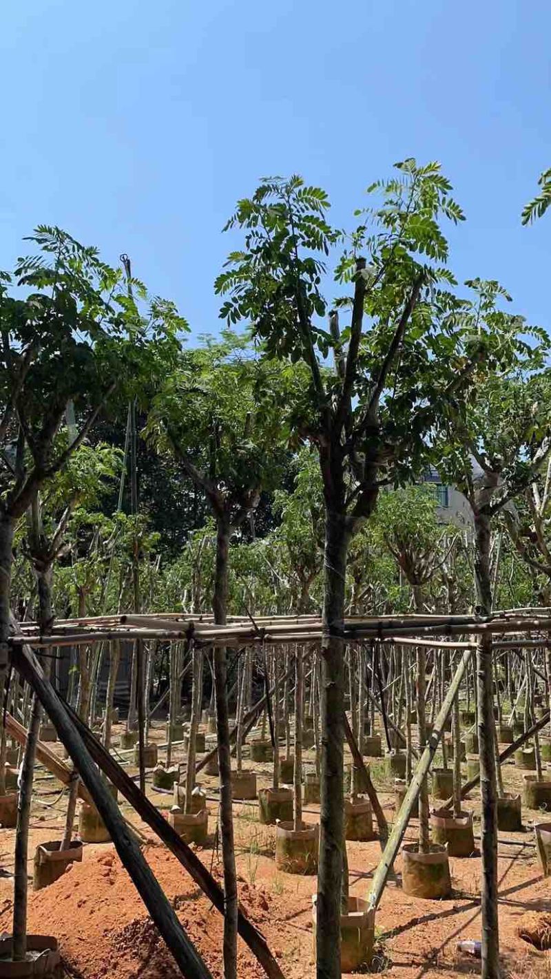 骨架黄花槐基地直销规格齐全有需要的老板欢迎来电洽谈合作