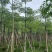 本地木棉（英雄树）基地直销规格齐全有需要的老板欢迎来电