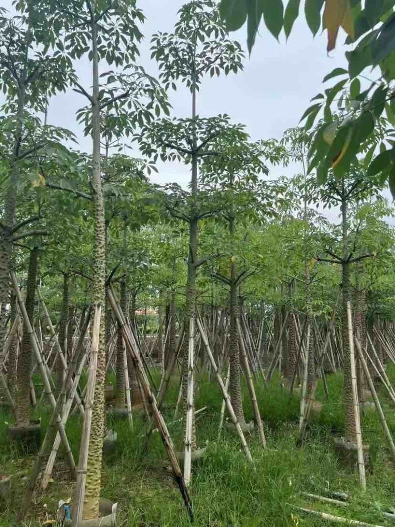 本地木棉（英雄树）基地直销规格齐全有需要的老板欢迎来电