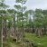 本地木棉（英雄树）基地直销规格齐全有需要的老板欢迎来电