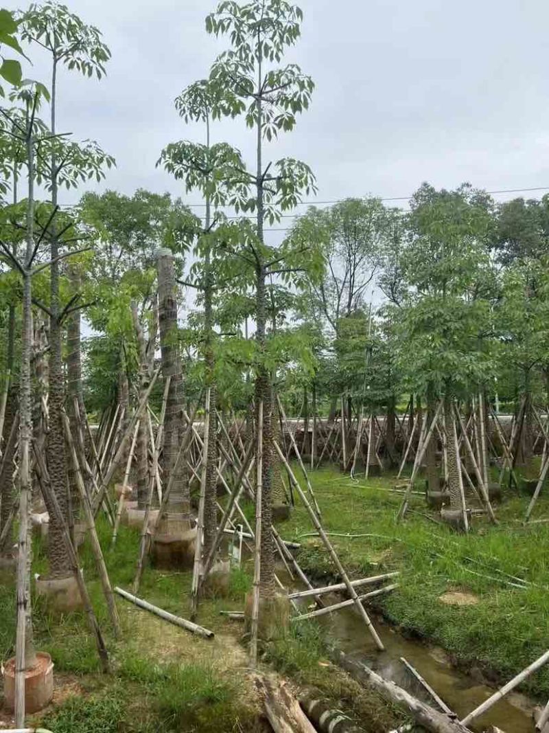 本地木棉（英雄树）基地直销规格齐全有需要的老板欢迎来电