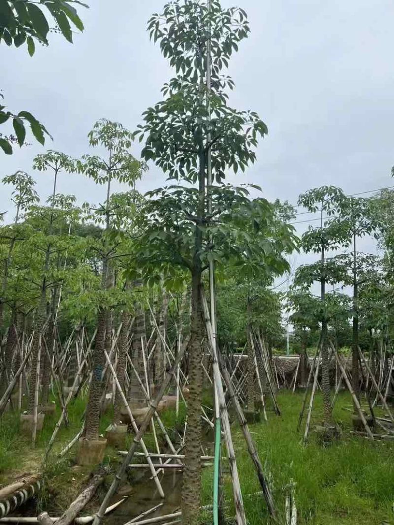 本地木棉（英雄树）基地直销规格齐全有需要的老板欢迎来电