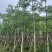 本地木棉（英雄树）基地直销规格齐全有需要的老板欢迎来电
