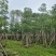 本地木棉（英雄树）基地直销规格齐全有需要的老板欢迎来电