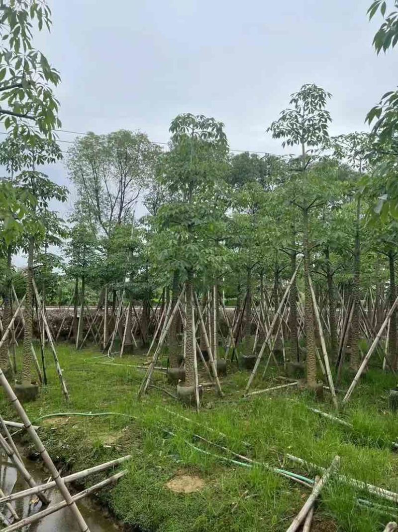 本地木棉（英雄树）基地直销规格齐全有需要的老板欢迎来电