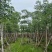 本地木棉（英雄树）基地直销规格齐全有需要的老板欢迎来电