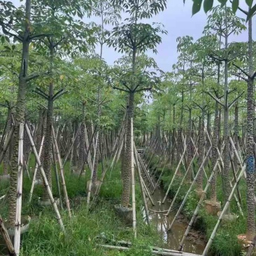 本地木棉（英雄树）基地直销规格齐全有需要的老板欢迎来电