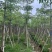 本地木棉（英雄树）基地直销规格齐全有需要的老板欢迎来电