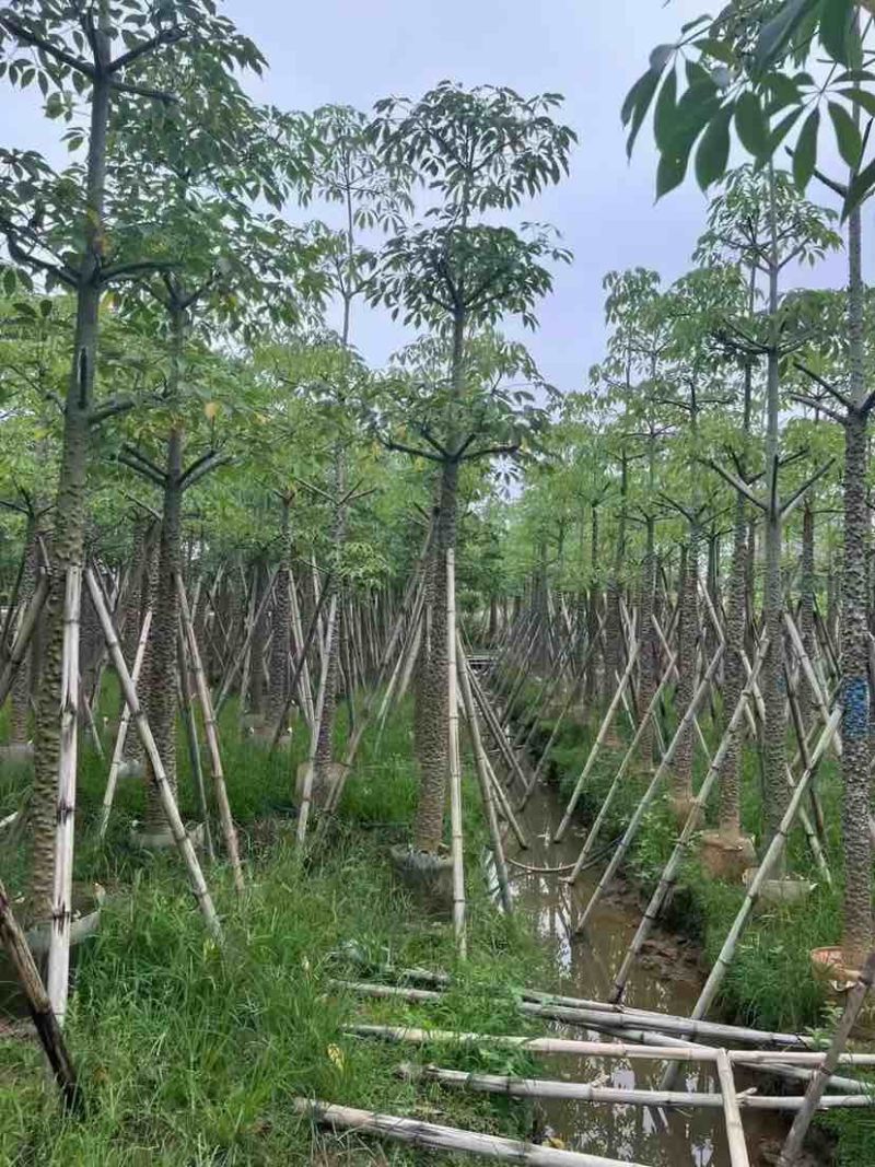 本地木棉（英雄树）基地直销规格齐全有需要的老板欢迎来电