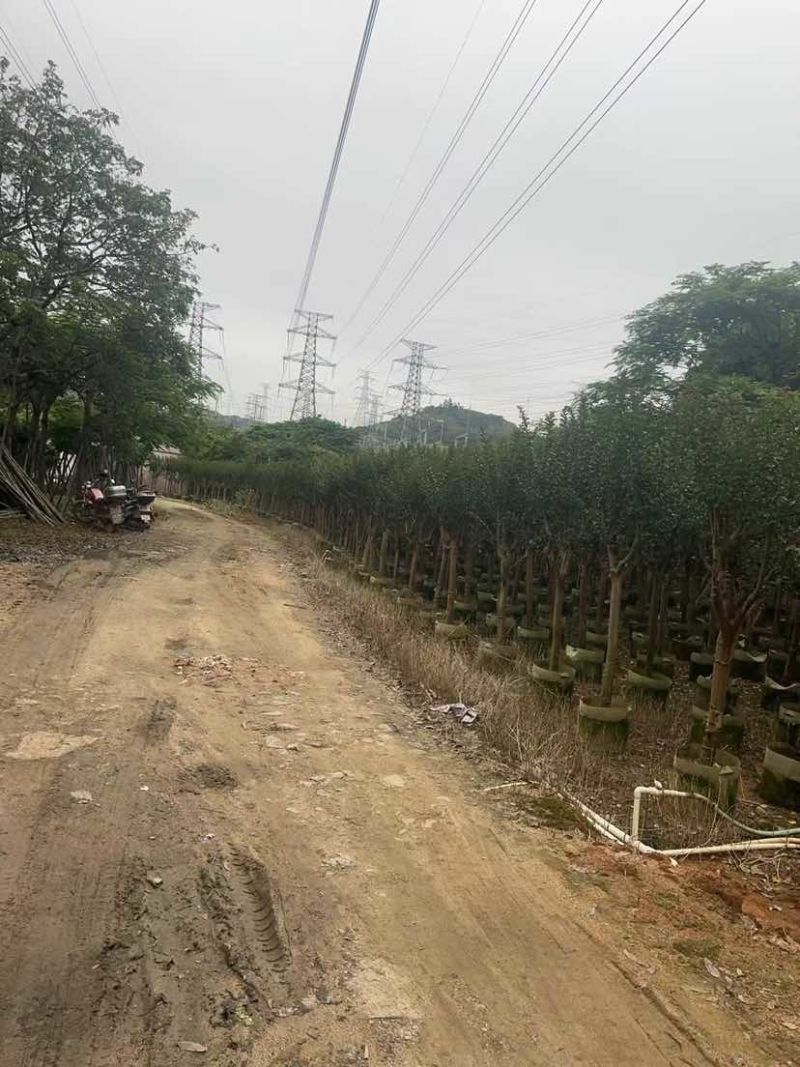 小叶紫薇/红火箭紫薇基地直销规格齐全有需要的老板欢迎来电