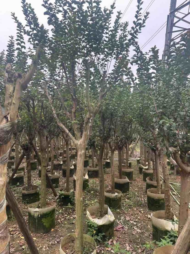 小叶紫薇/红火箭紫薇基地直销规格齐全有需要的老板欢迎来电