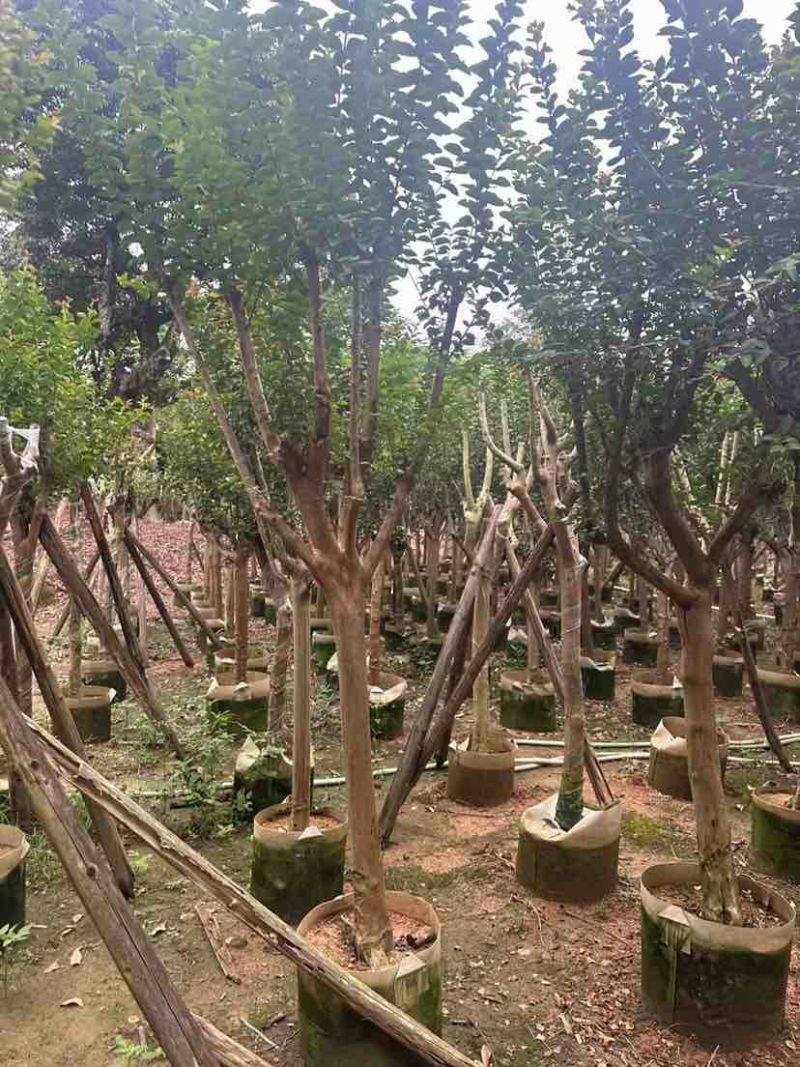 小叶紫薇/红火箭紫薇基地直销规格齐全有需要的老板欢迎来电