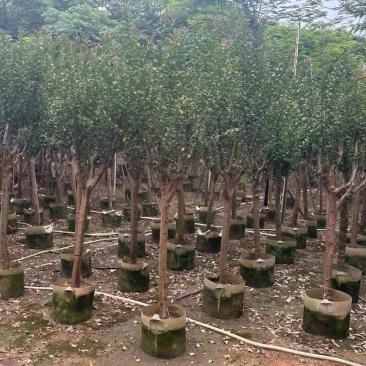 小叶紫薇/红火箭紫薇基地直销规格齐全有需要的老板欢迎来电
