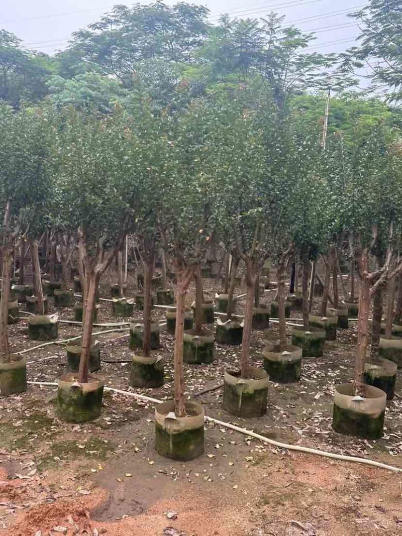 小叶紫薇/红火箭紫薇基地直销规格齐全有需要的老板欢迎来电