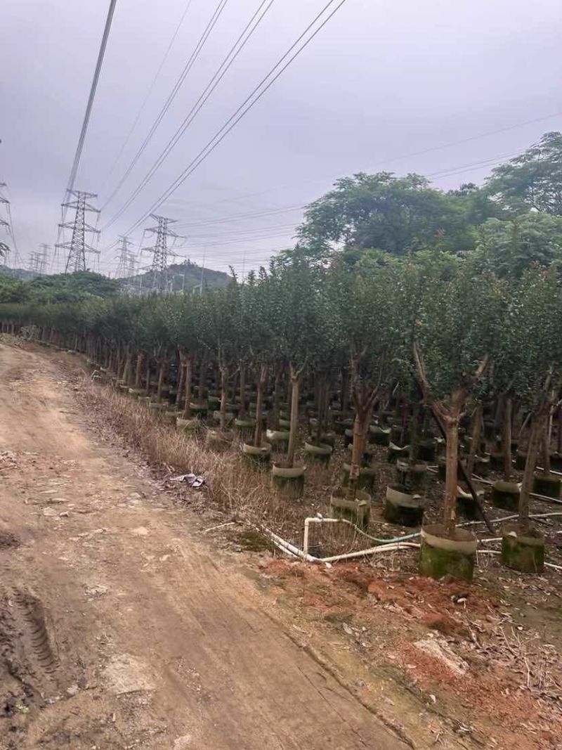 小叶紫薇/红火箭紫薇基地直销规格齐全有需要的老板欢迎来电