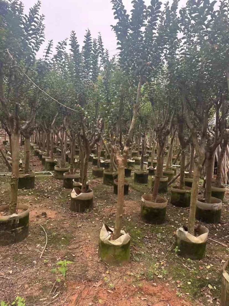 小叶紫薇/红火箭紫薇基地直销规格齐全有需要的老板欢迎来电
