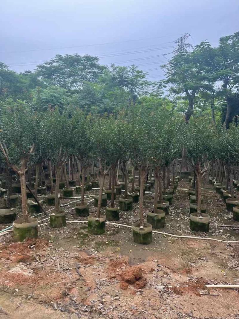 小叶紫薇/红火箭紫薇基地直销规格齐全有需要的老板欢迎来电