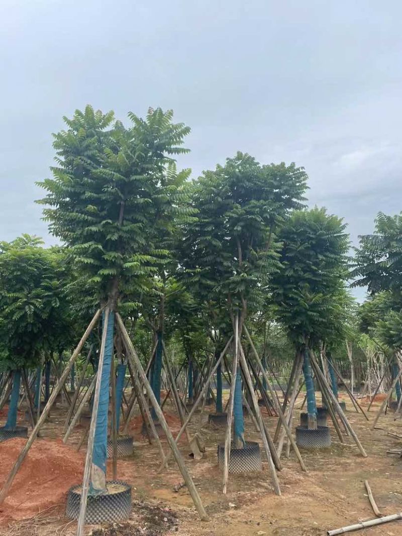 骨架麻楝基地直销规格齐全有需要的老板欢迎来电洽谈合作