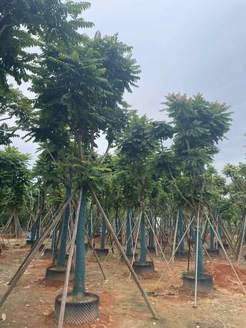 骨架麻楝基地直销规格齐全有需要的老板欢迎来电洽谈合作
