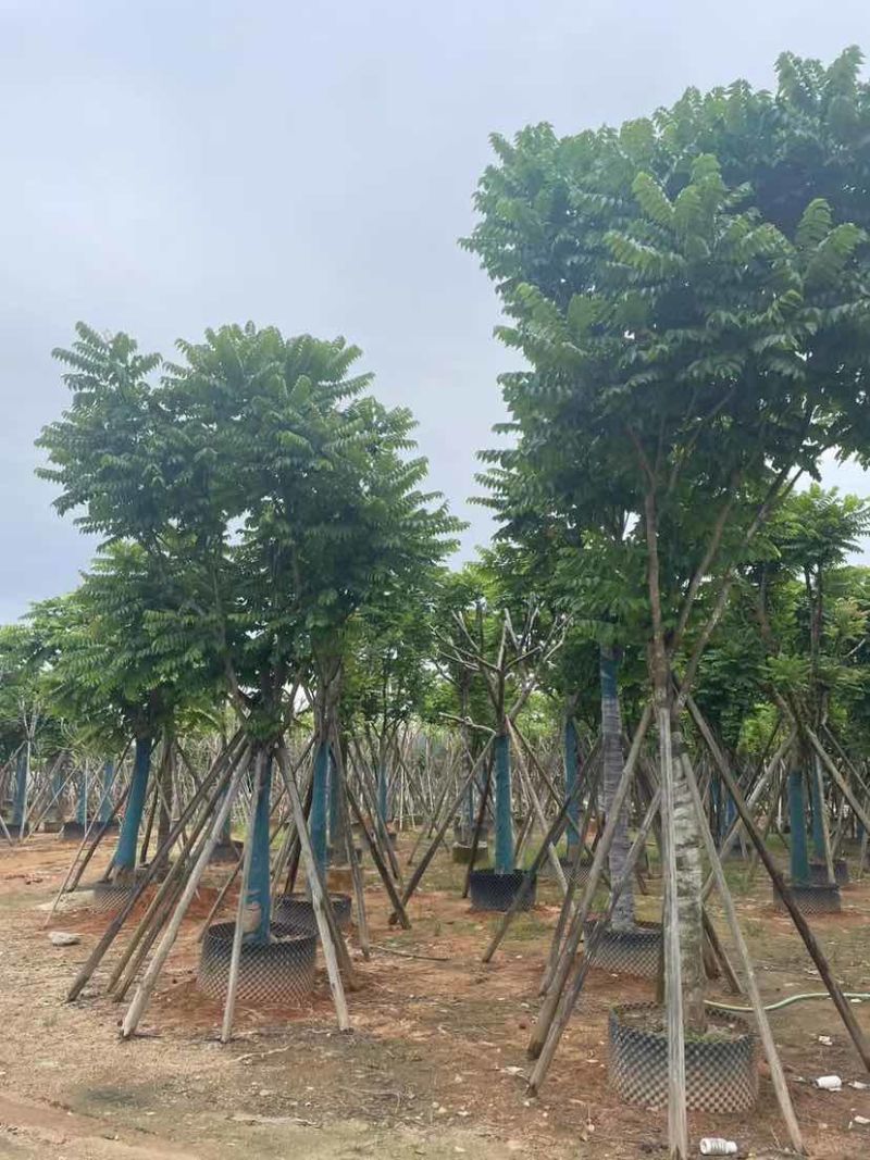 骨架麻楝基地直销规格齐全有需要的老板欢迎来电洽谈合作
