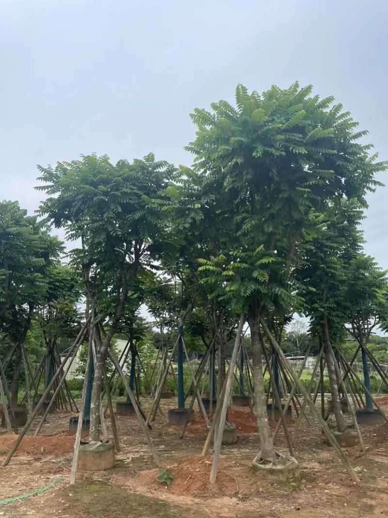 骨架麻楝基地直销规格齐全有需要的老板欢迎来电洽谈合作