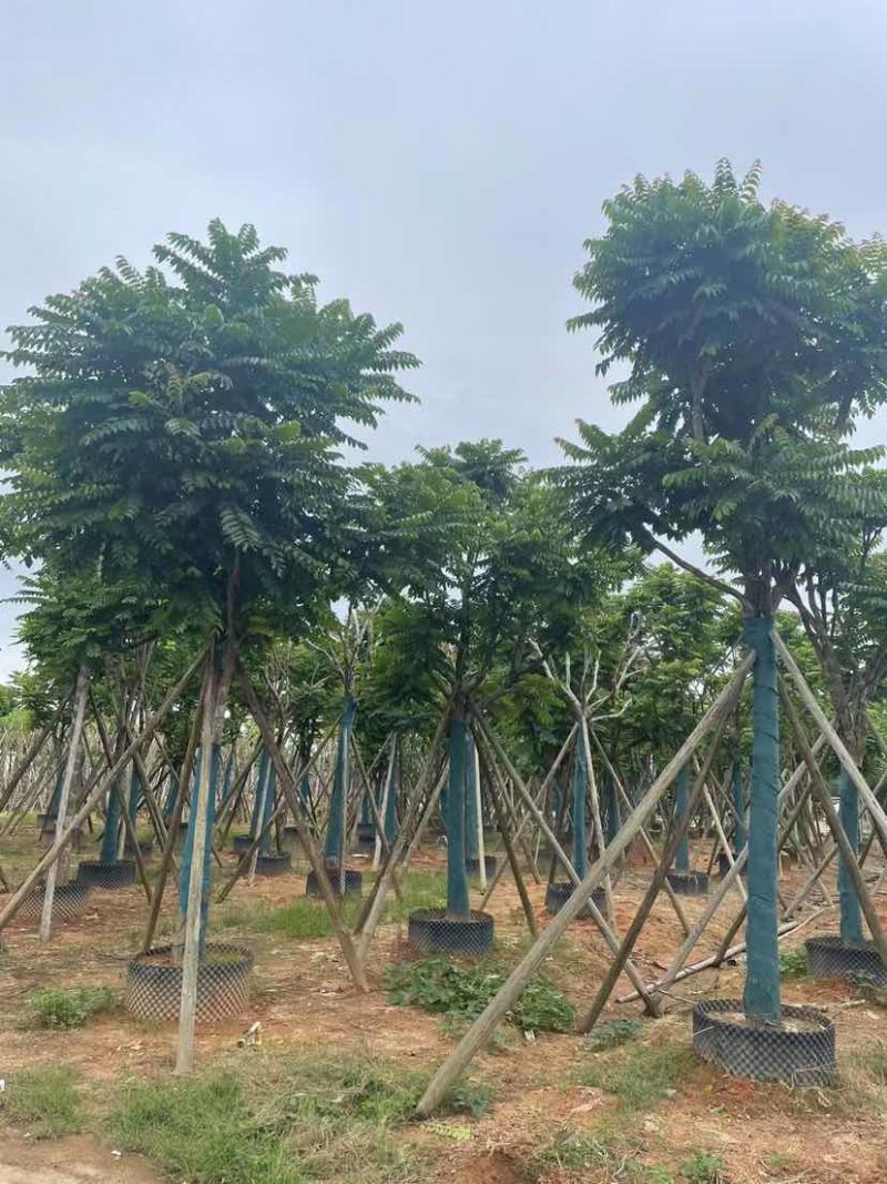 骨架麻楝基地直销规格齐全有需要的老板欢迎来电洽谈合作