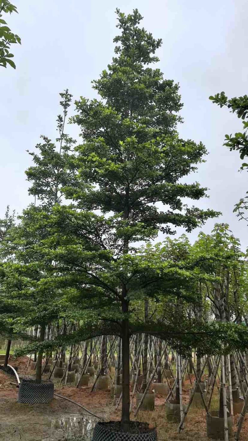 小叶榄仁树基地直销规格齐全有需要的老板欢迎来电洽谈合作