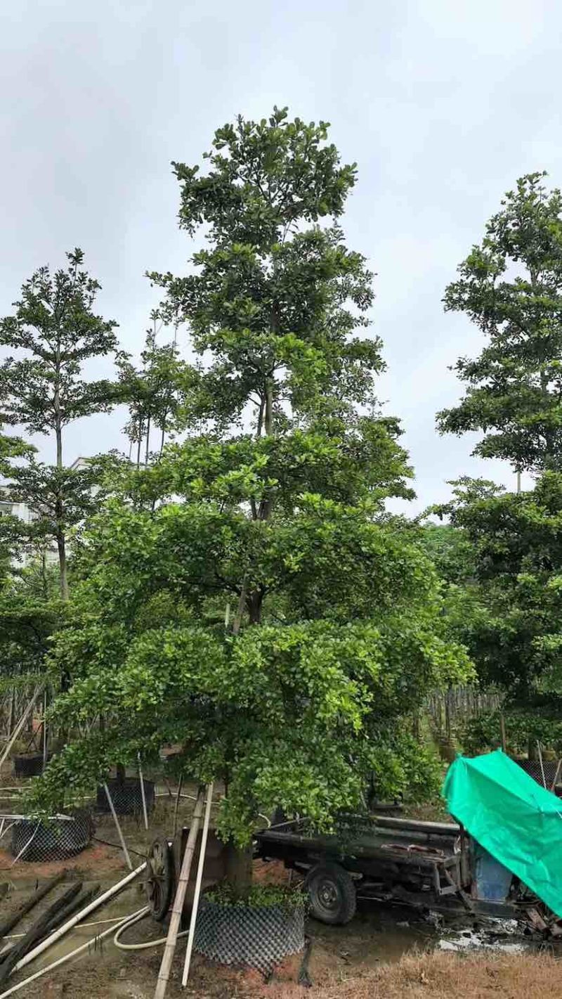 小叶榄仁树基地直销规格齐全有需要的老板欢迎来电洽谈合作