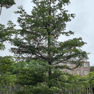 小叶榄仁树基地直销规格齐全有需要的老板欢迎来电洽谈合作