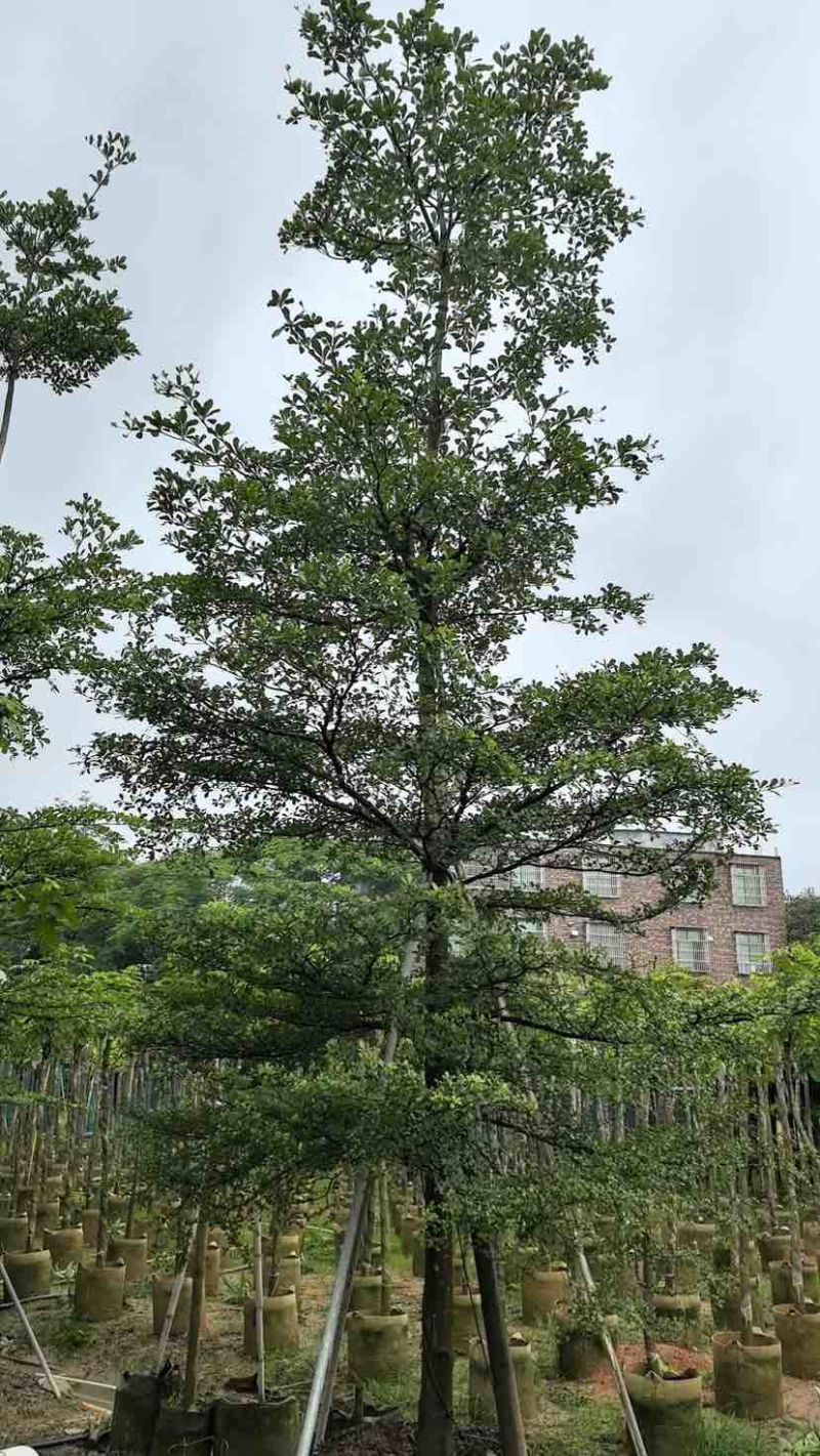 小叶榄仁树基地直销规格齐全有需要的老板欢迎来电洽谈合作
