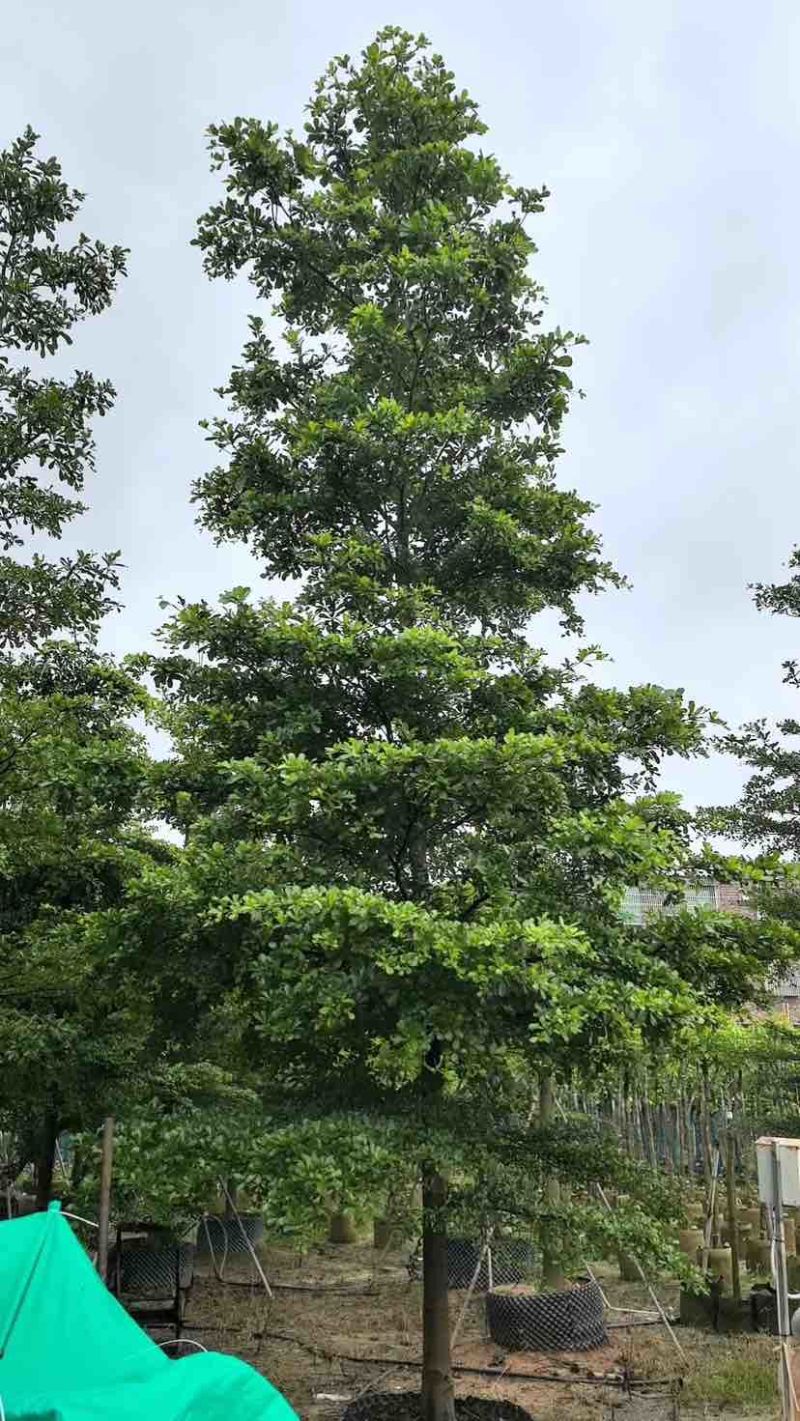 小叶榄仁树基地直销规格齐全有需要的老板欢迎来电洽谈合作