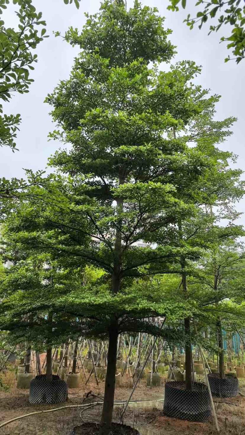 小叶榄仁树基地直销规格齐全有需要的老板欢迎来电洽谈合作