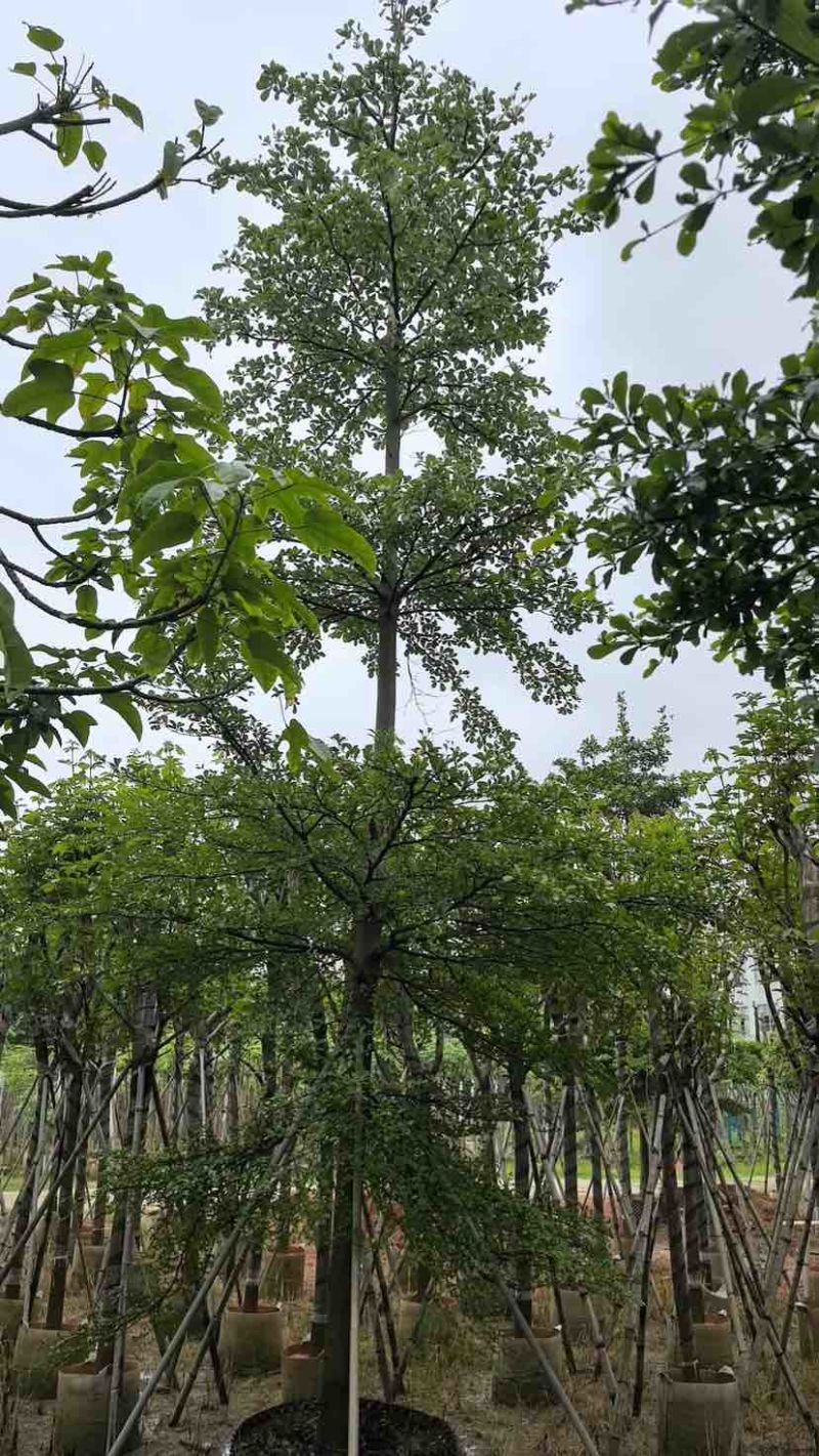 小叶榄仁树基地直销规格齐全有需要的老板欢迎来电洽谈合作