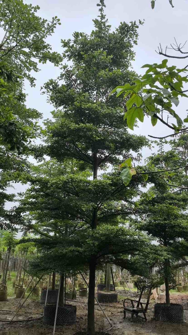 小叶榄仁树基地直销规格齐全有需要的老板欢迎来电洽谈合作