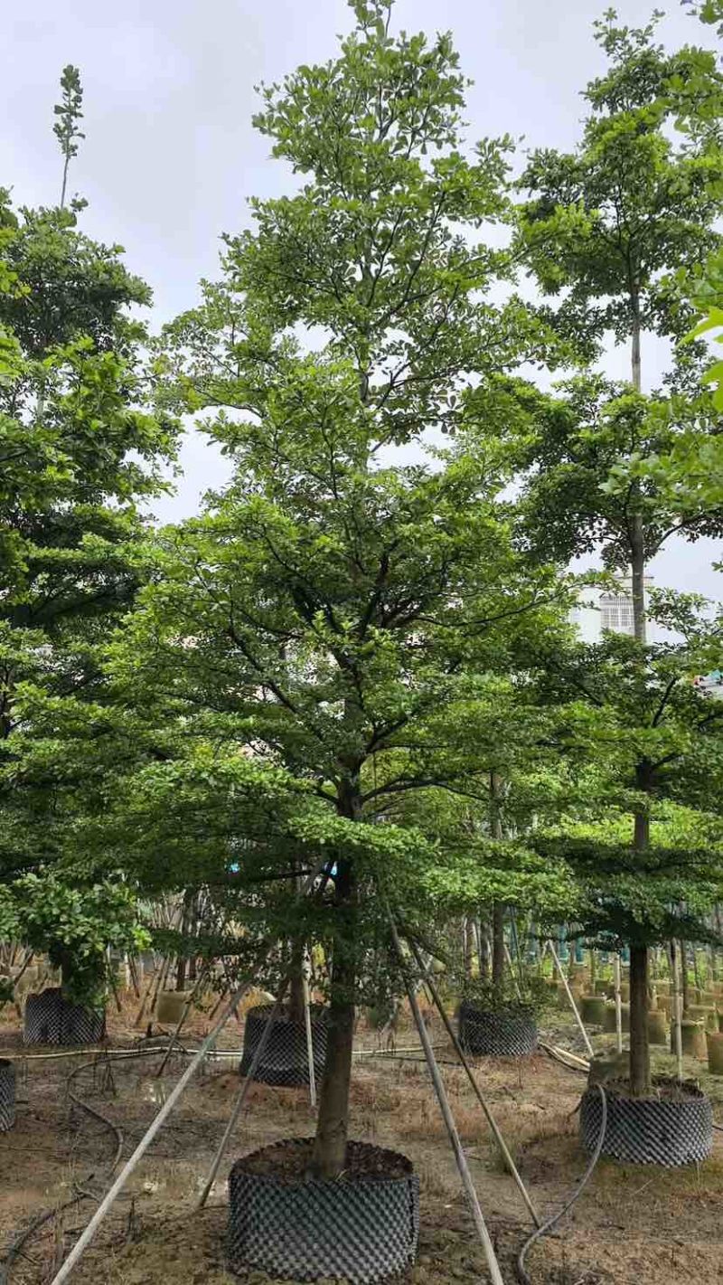 小叶榄仁树基地直销规格齐全有需要的老板欢迎来电洽谈合作