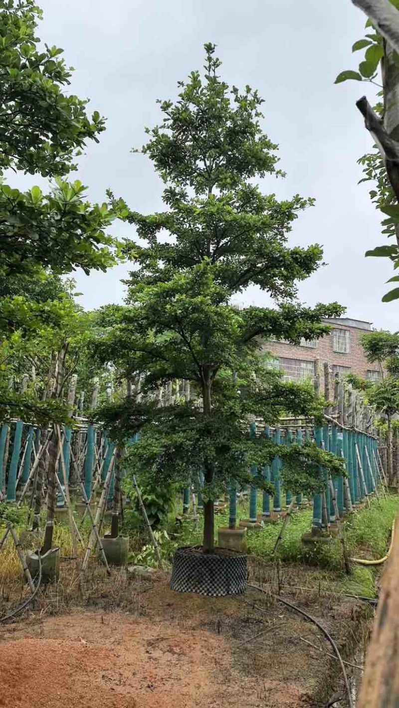 小叶榄仁树基地直销规格齐全有需要的老板欢迎来电洽谈合作
