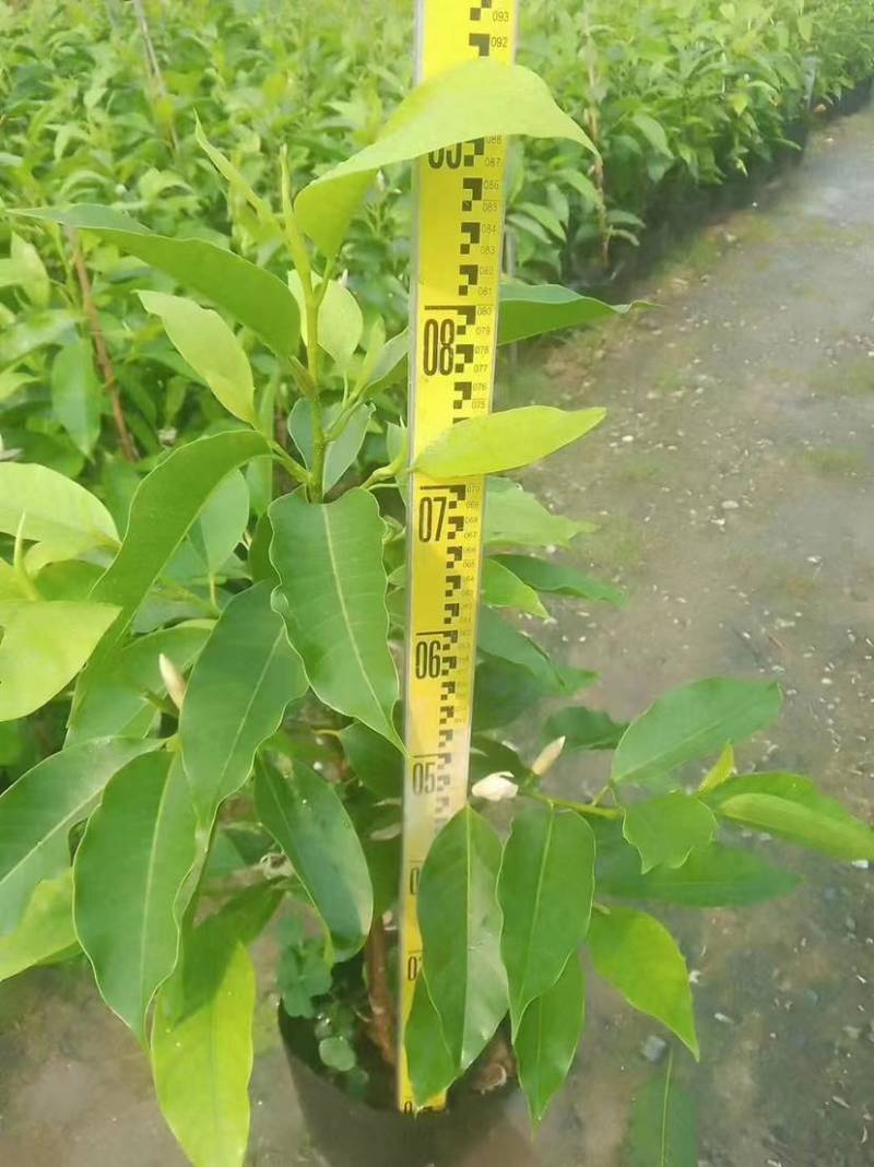 白玉兰苗小袋中袋基地直销质量优质有需要的老板欢迎来电洽谈