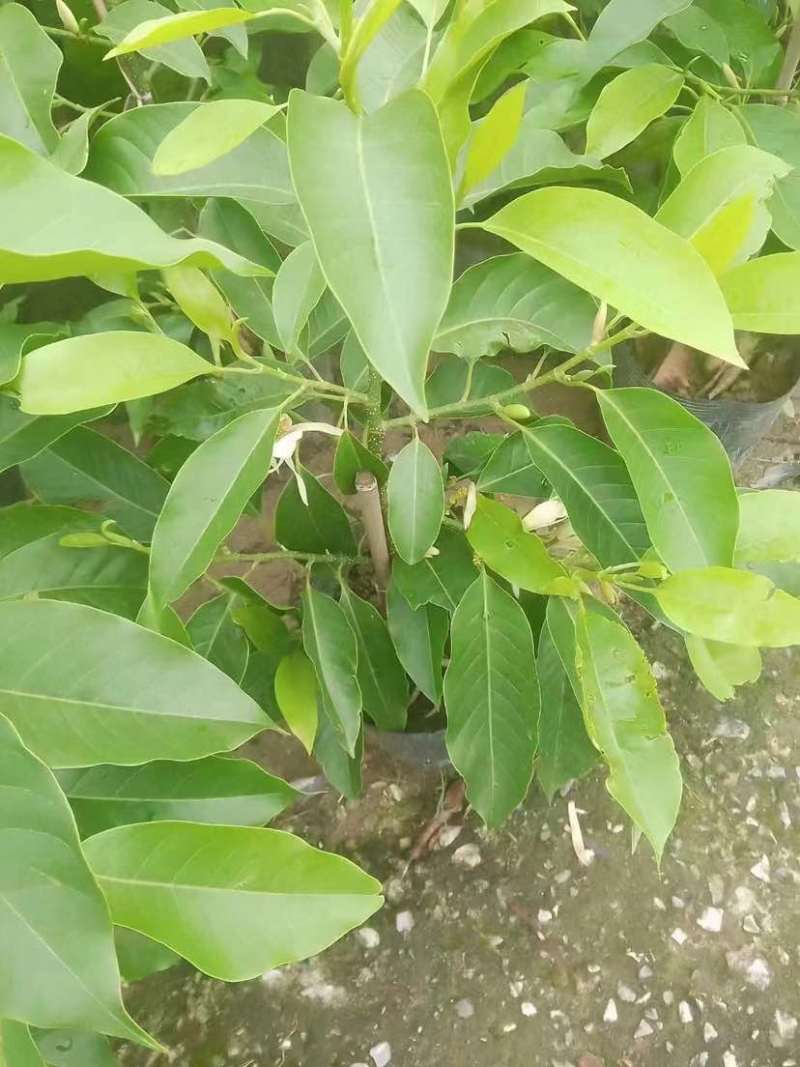 白玉兰苗小袋中袋基地直销质量优质有需要的老板欢迎来电洽谈