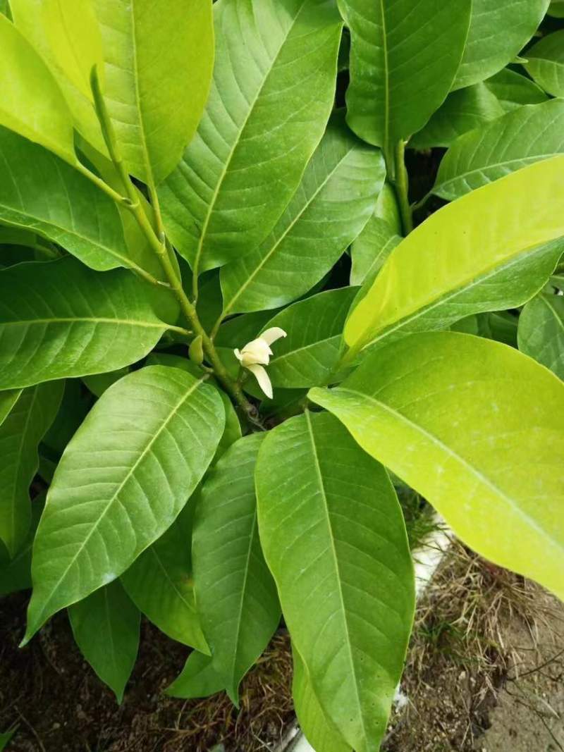 白玉兰苗小袋中袋基地直销质量优质有需要的老板欢迎来电洽谈