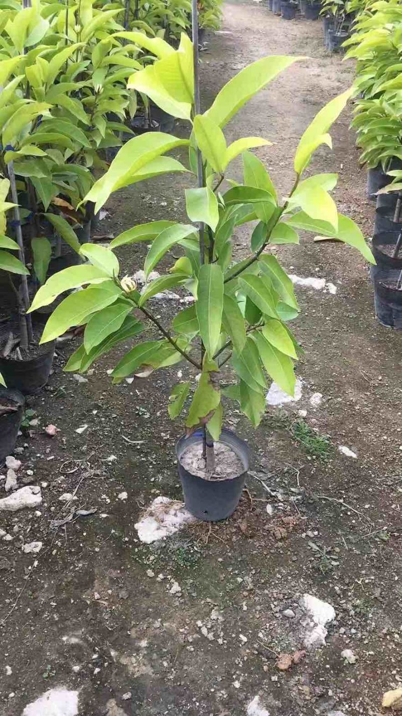 白玉兰苗小袋中袋基地直销质量优质有需要的老板欢迎来电洽谈
