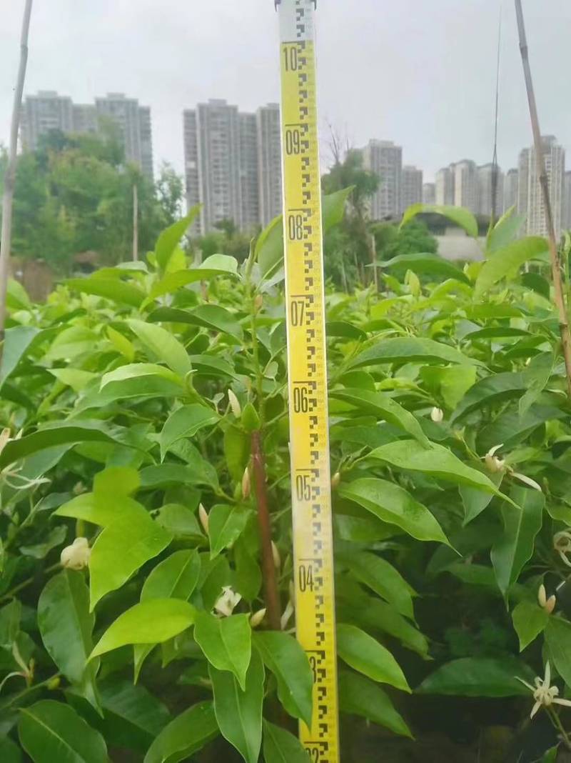 白玉兰苗小袋中袋基地直销质量优质有需要的老板欢迎来电洽谈