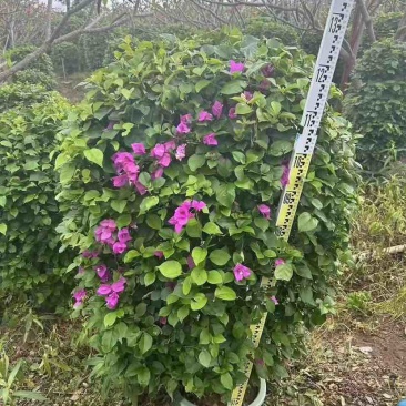 紫花三角梅基地直销规格齐全有需要的老板欢迎来电洽谈合作