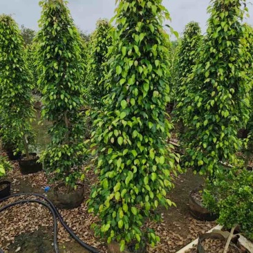 垂叶榕基地直销规格齐全有需要的老板欢迎来电洽谈合作