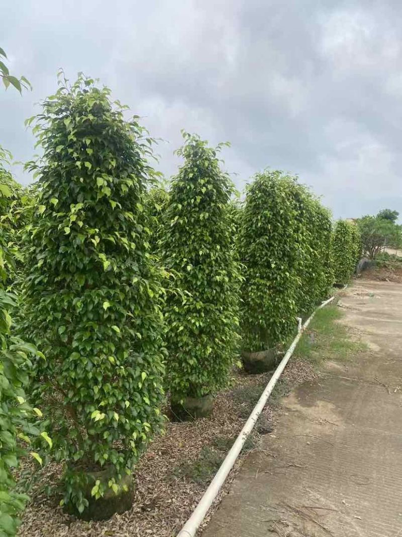 垂叶榕基地直销规格齐全有需要的老板欢迎来电洽谈合作
