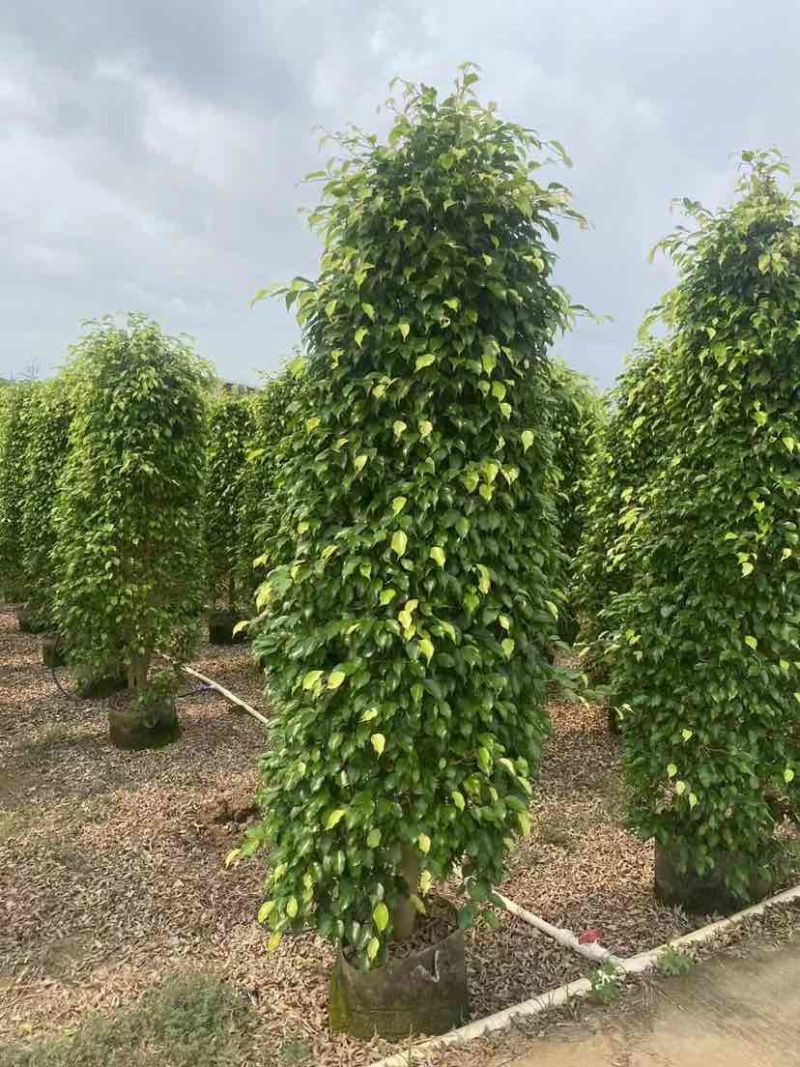 垂叶榕基地直销规格齐全有需要的老板欢迎来电洽谈合作